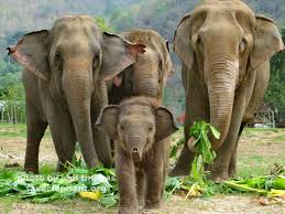 слоны со слоненком
