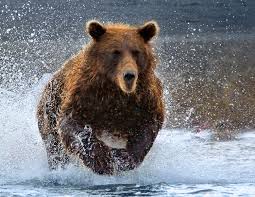 бегущий медведь