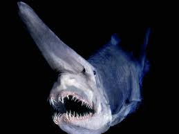 акула гоблин