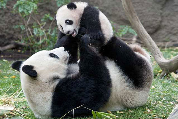 панда с детенышем