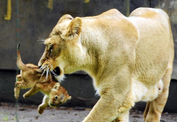 львица с детенышем