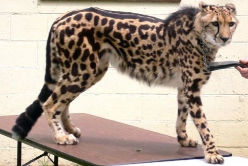 королевский гепард, леопард-гиена, псуи-фиси
