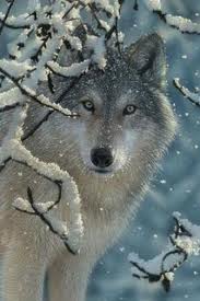 волк, зима