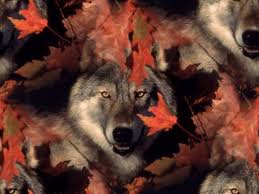 волк, осень