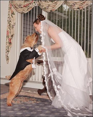 свадьба с собакой