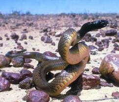 ядовитые змеи австралии
