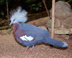 венценосный голубь