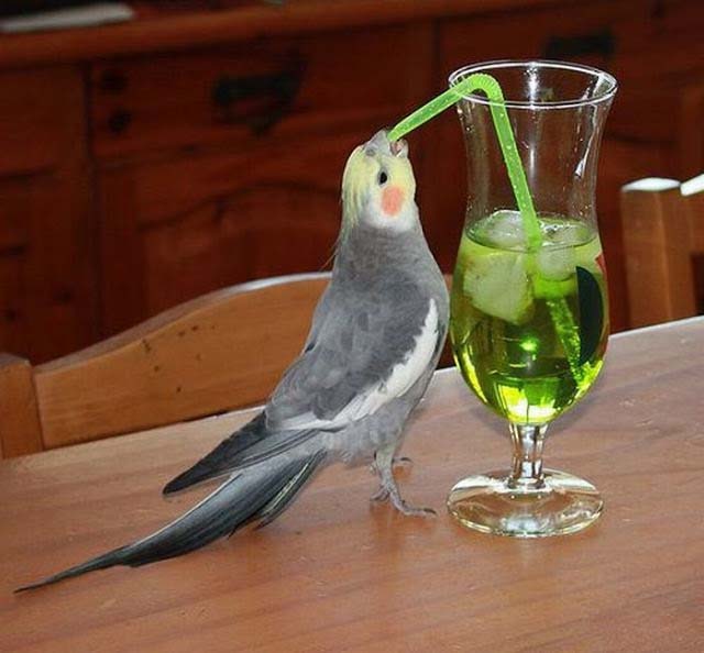 попугай алкоголик