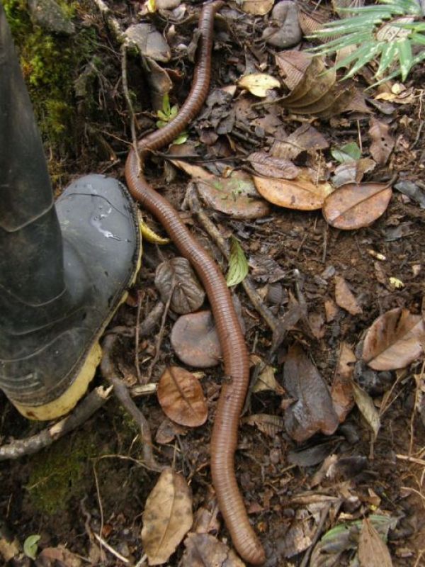 Гигантский австралийский земляной червь