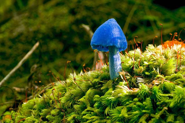 Entoloma hochstetteri, синий гриб
