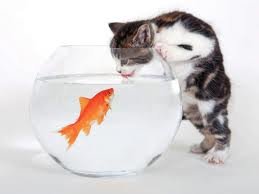 кошка ловит рыбу