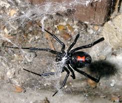 паук черная вдова