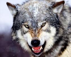 волк на охоте