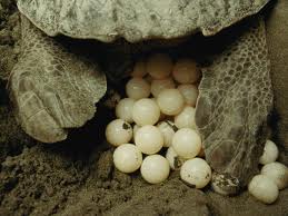 яйца черепахи