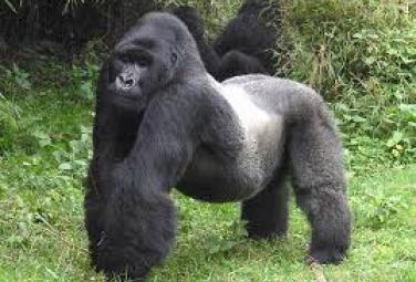 Гигантские гориллы - Кинг-Конг еще жив!
